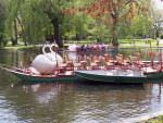 Swan Boat Thumb