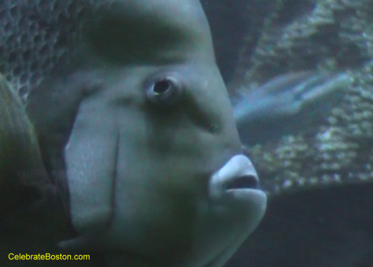 New England Aquarium Coral Fish Close Up
