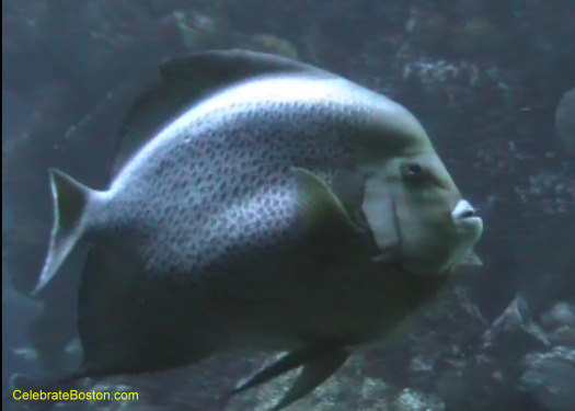 New England Aquarium Coral Fish